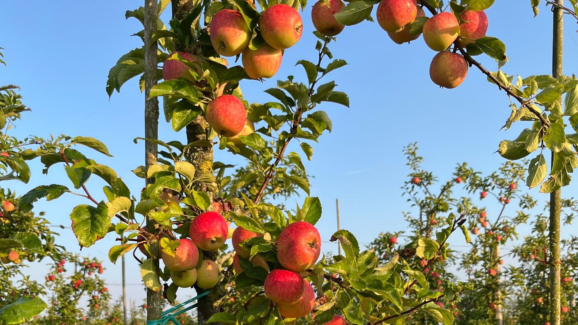 Ciderloppet 2026