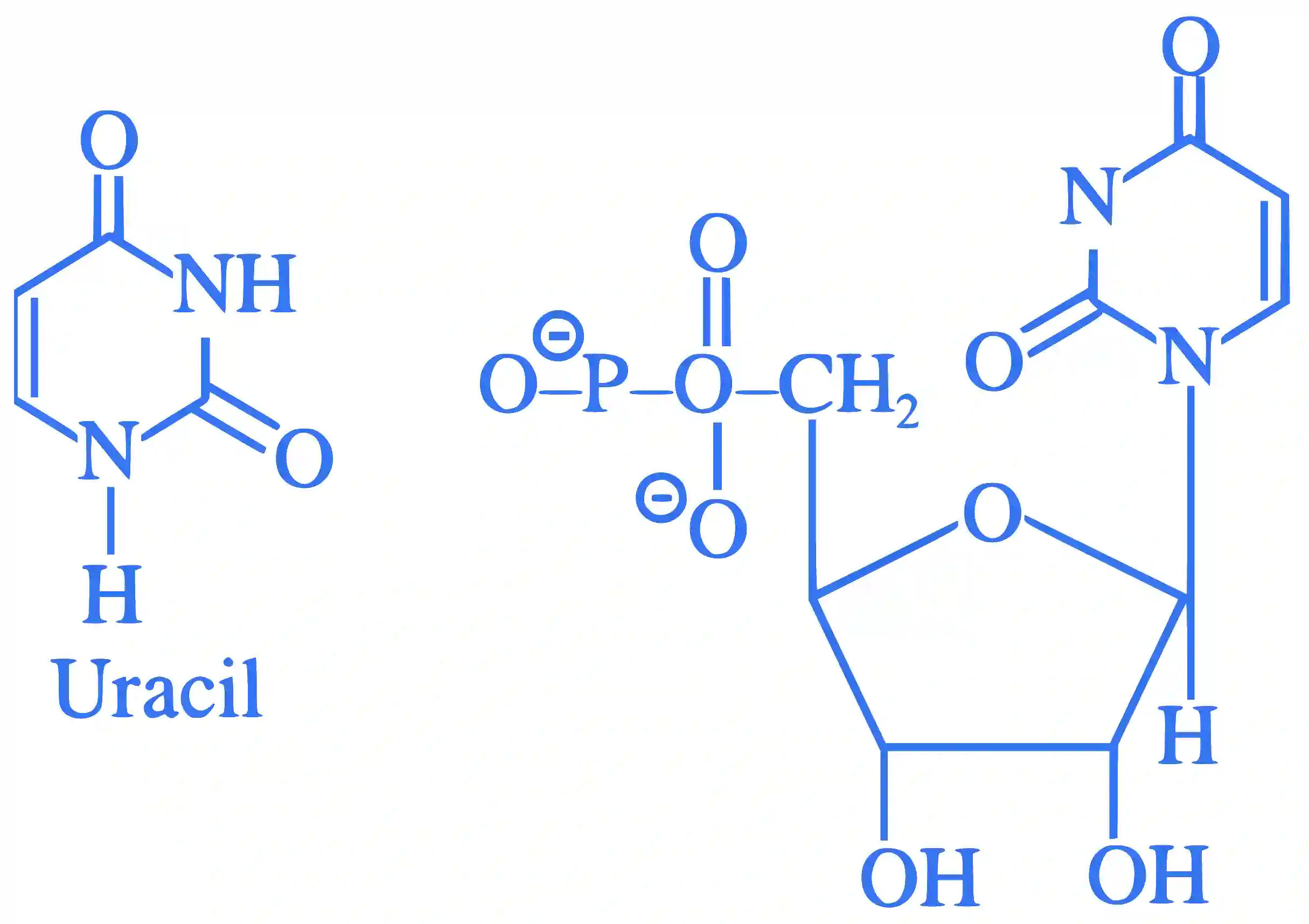 JEE Main 2022 (Online) 26th June Morning Shift Chemistry - Biomolecules Question 73 English Explanation