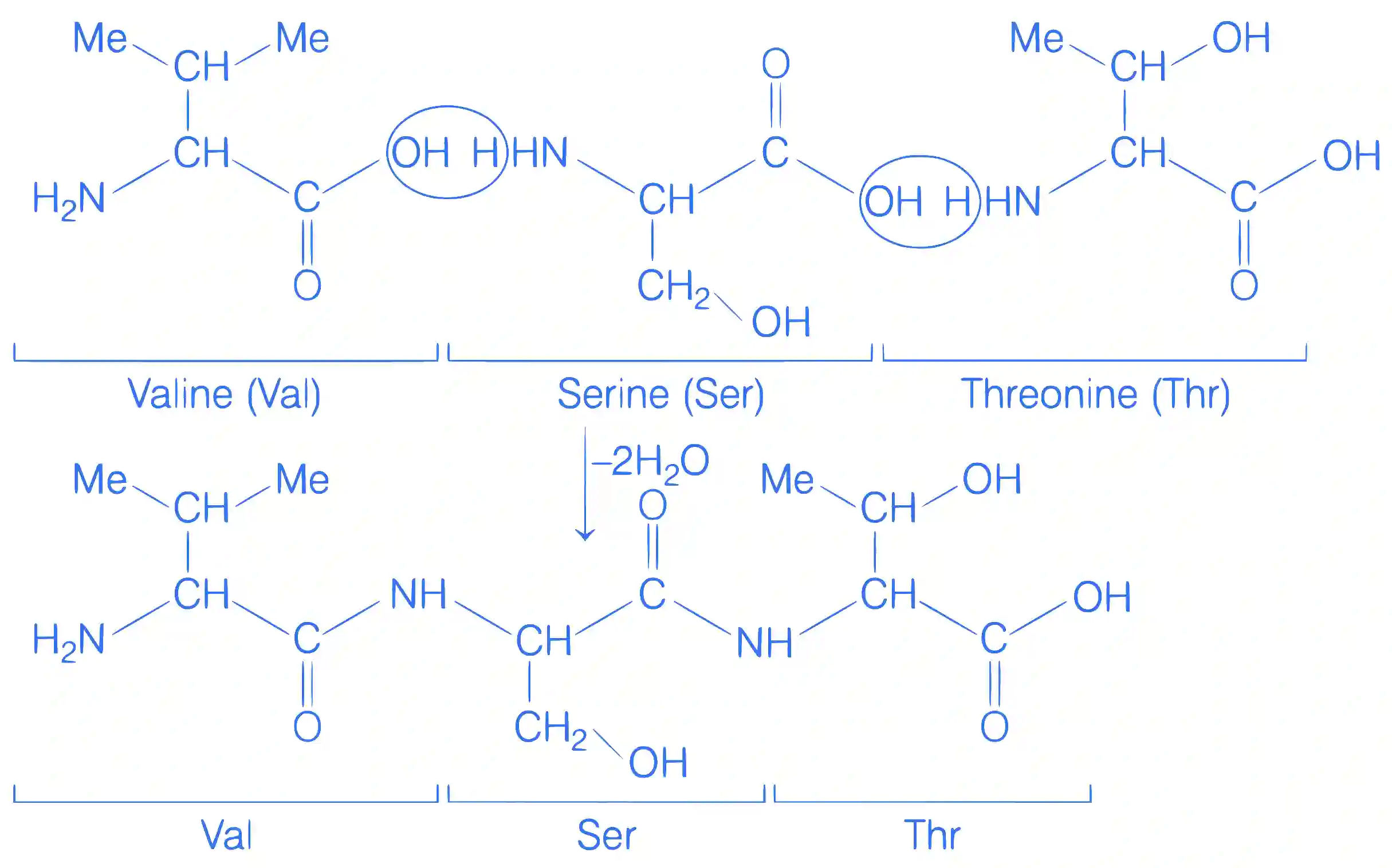JEE Main 2019 (Online) 9th January Evening Slot Chemistry - Biomolecules Question 140 English Explanation