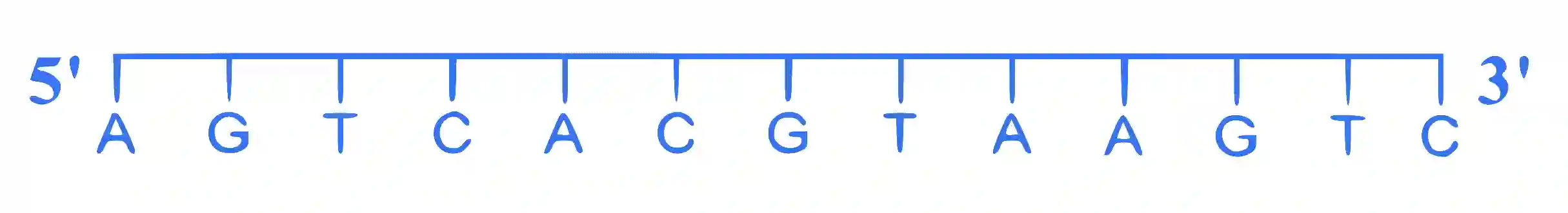 JEE Advanced 2024 Paper 2 Online Chemistry - Biomolecules Question 1 English