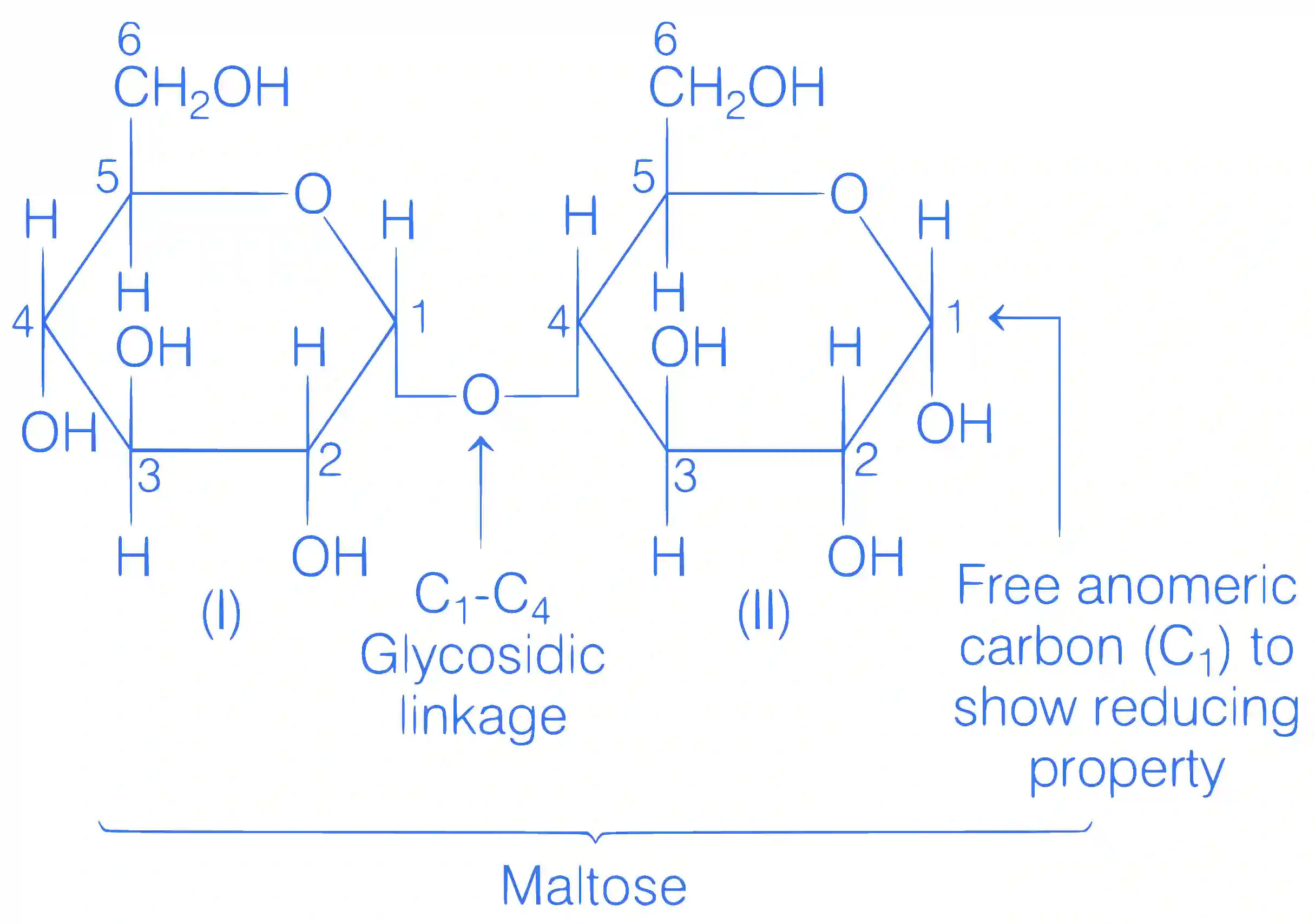 JEE Main 2021 (Online) 25th February Evening Shift Chemistry - Biomolecules Question 106 English Explanation