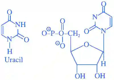 JEE Main 2022 (Online) 26th June Morning Shift Chemistry - Biomolecules Question 73 English Explanation