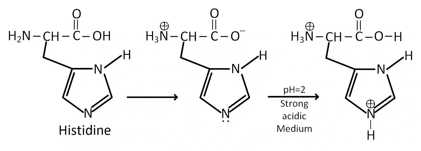 JEE Main 2019 (Online) 12th January Evening Slot Chemistry - Biomolecules Question 134 English Explanation