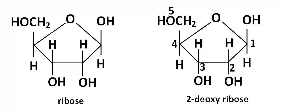 AIEEE 2011 Chemistry - Biomolecules Question 158 English Explanation