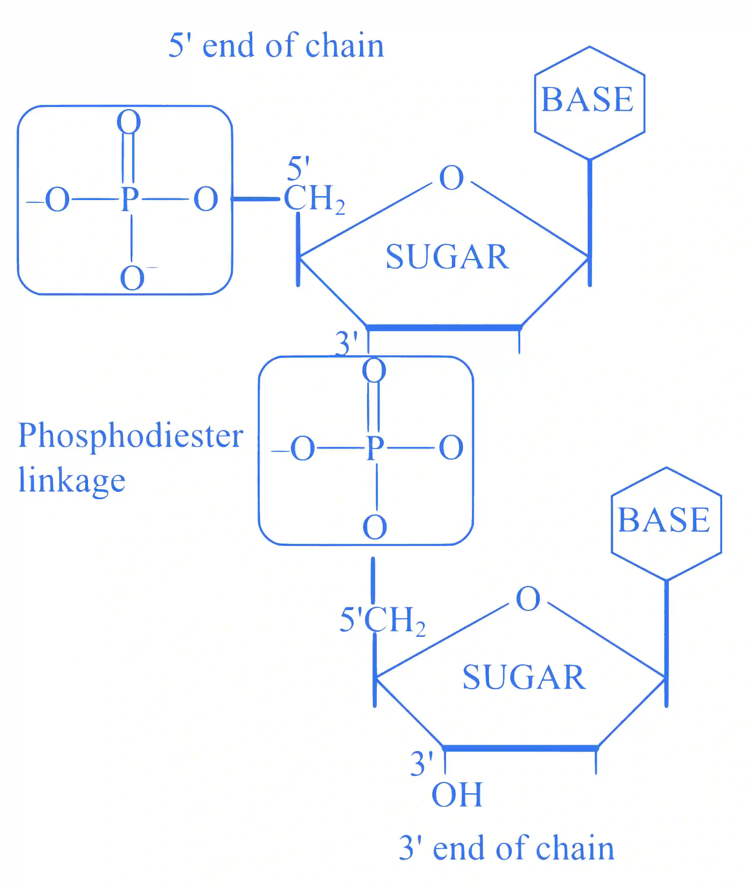 JEE Main 2024 (Online) 27th January Morning Shift Chemistry - Biomolecules Question 31 English Explanation