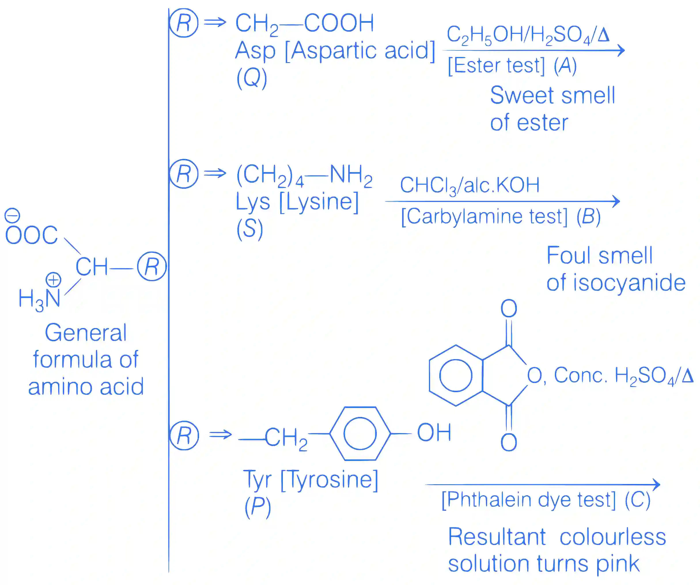 JEE Main 2019 (Online) 11th January Evening Slot Chemistry - Biomolecules Question 136 English Explanation