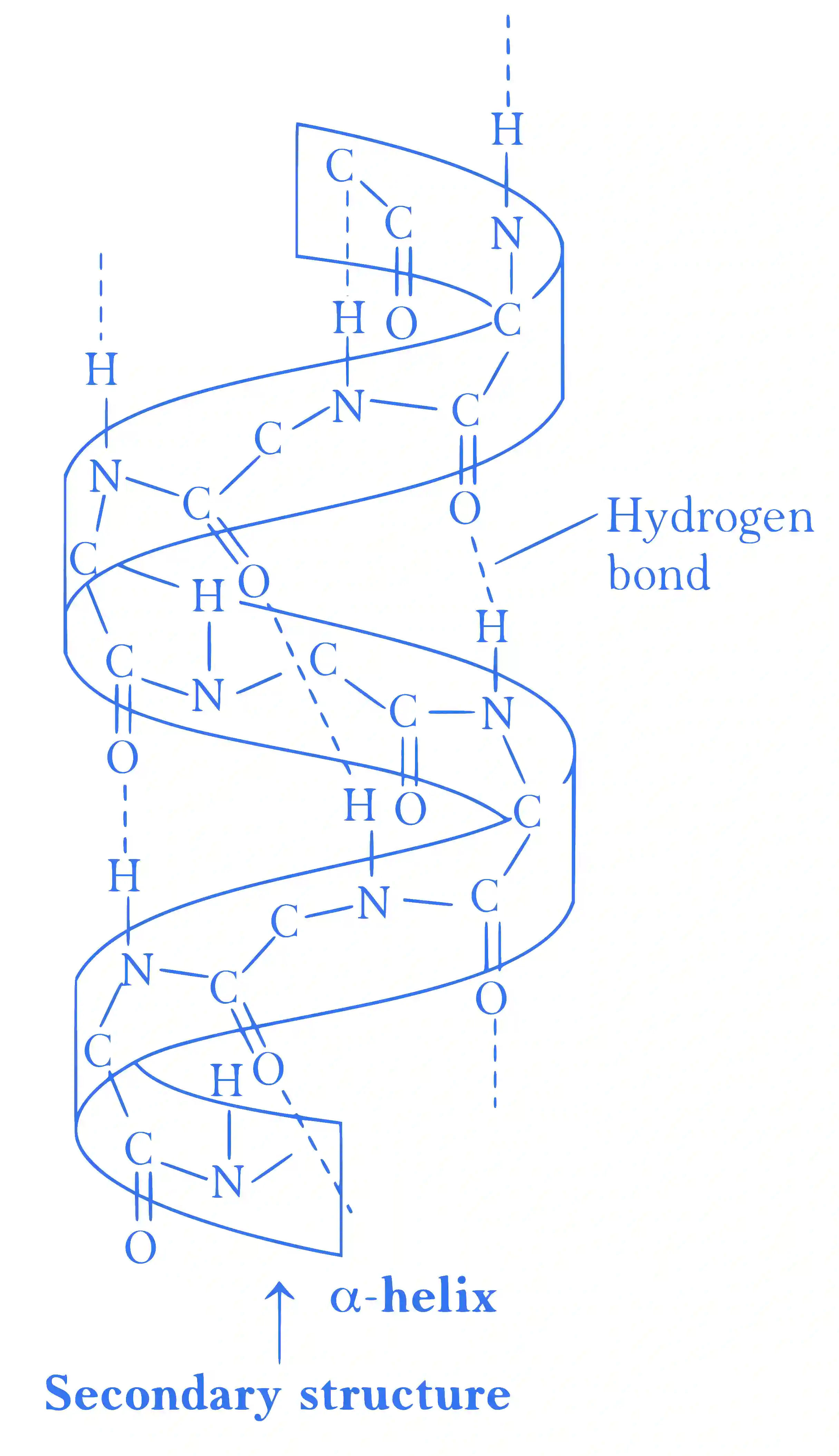 JEE Main 2021 (Online) 24th February Morning Shift Chemistry - Biomolecules Question 109 English Explanation