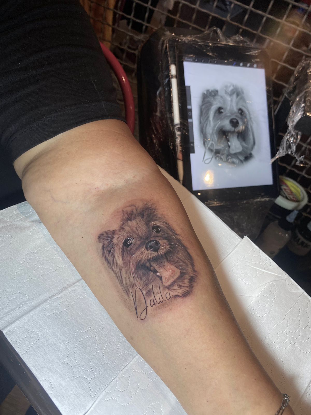 Folivora Tattoo - Anchieta - Image 2
