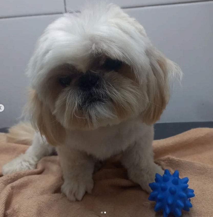 Pet Peniel - Image 7