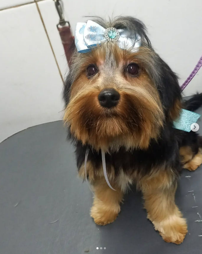 Pet Peniel - Image 4