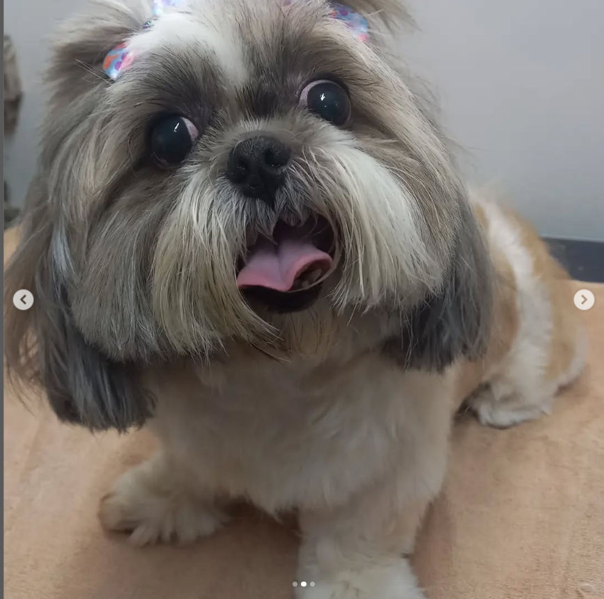 Pet Peniel - Image 2
