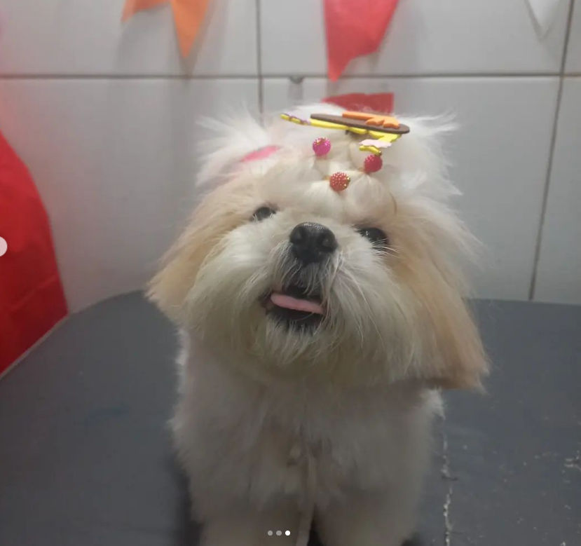 Pet Peniel - Image 1