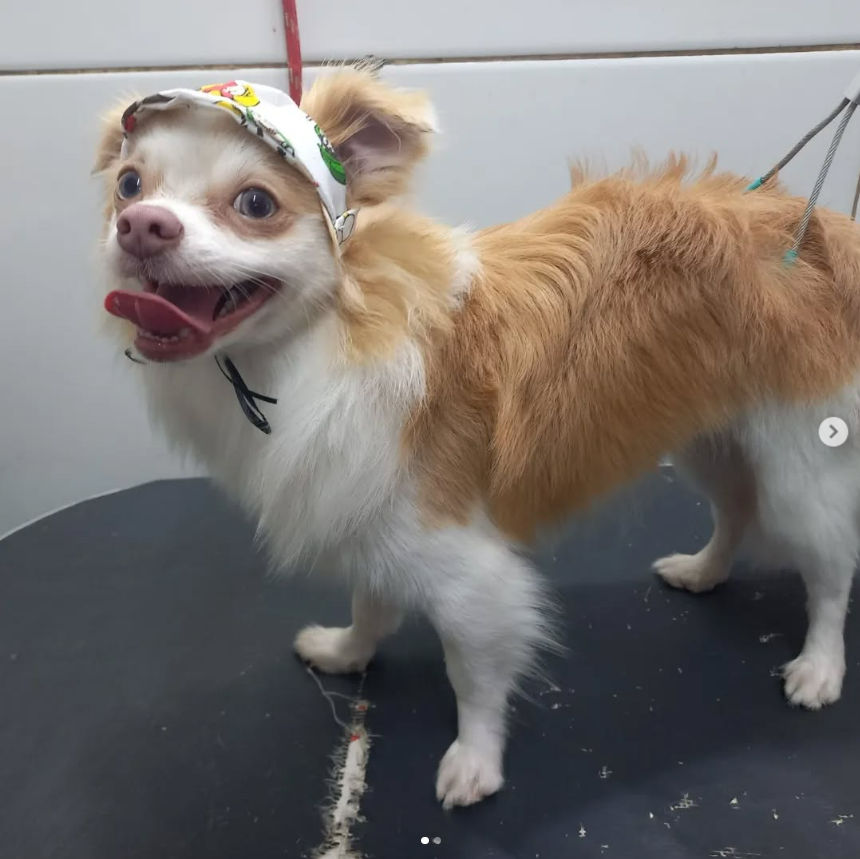 Pet Peniel - Image 5