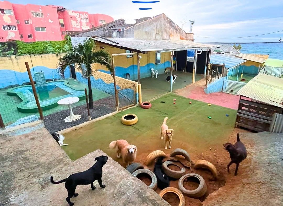 Pet Shop Hotel e Creche dos Aumigos - Image 6