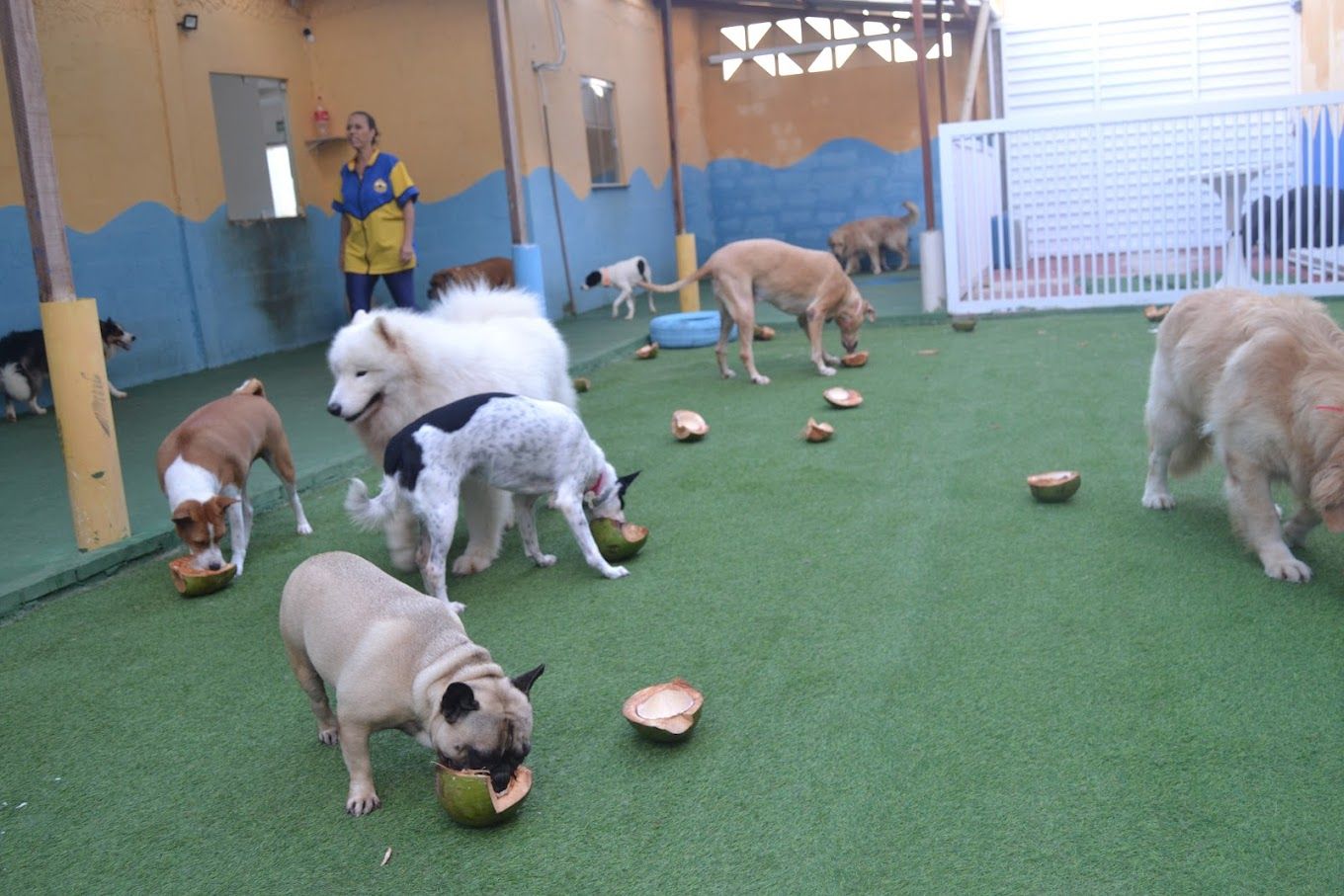Pet Shop Hotel e Creche dos Aumigos - Image 15