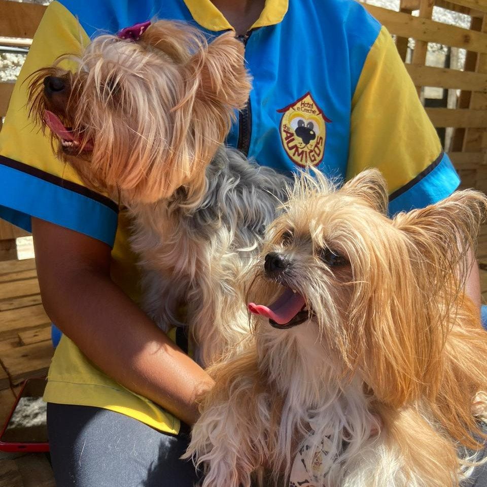 Pet Shop Hotel e Creche dos Aumigos - Image 10