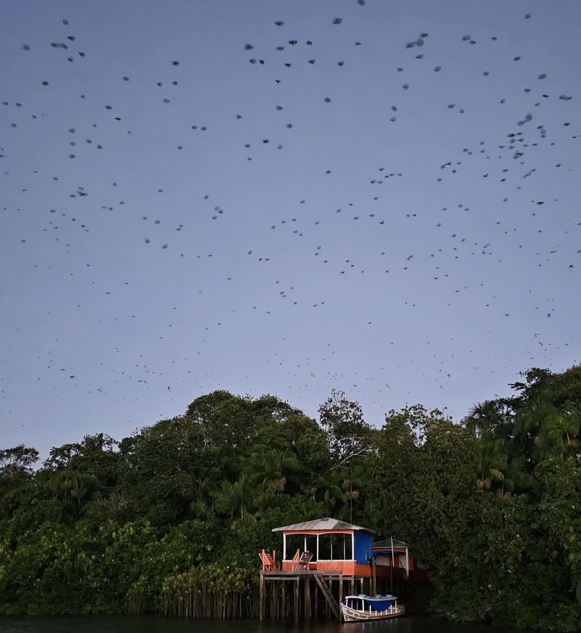 Amazon Star Turismo - Image 6