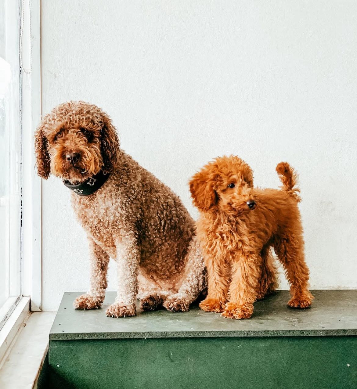 Pet Care Services Carcavelos - Image 2