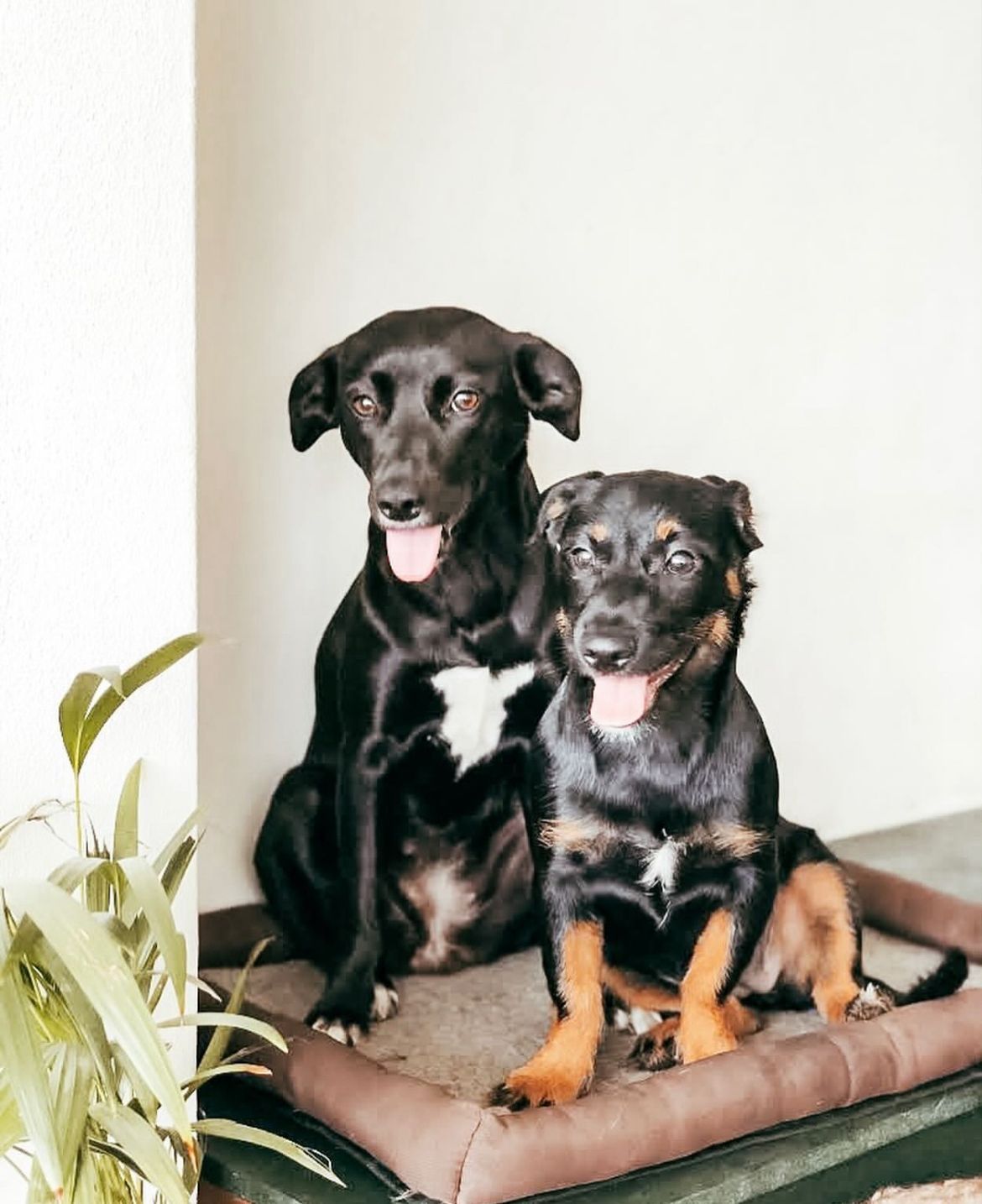 Pet Care Services Carcavelos - Image 1