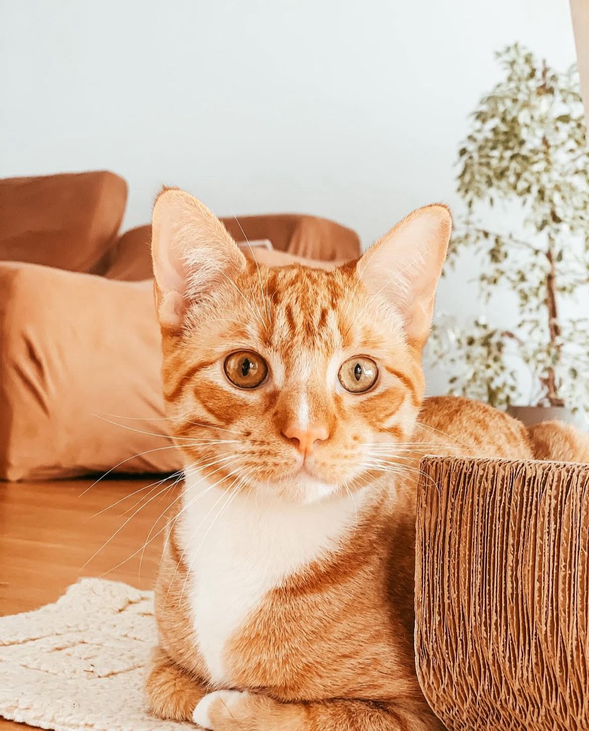 Pet Care Services Carcavelos - Image 3