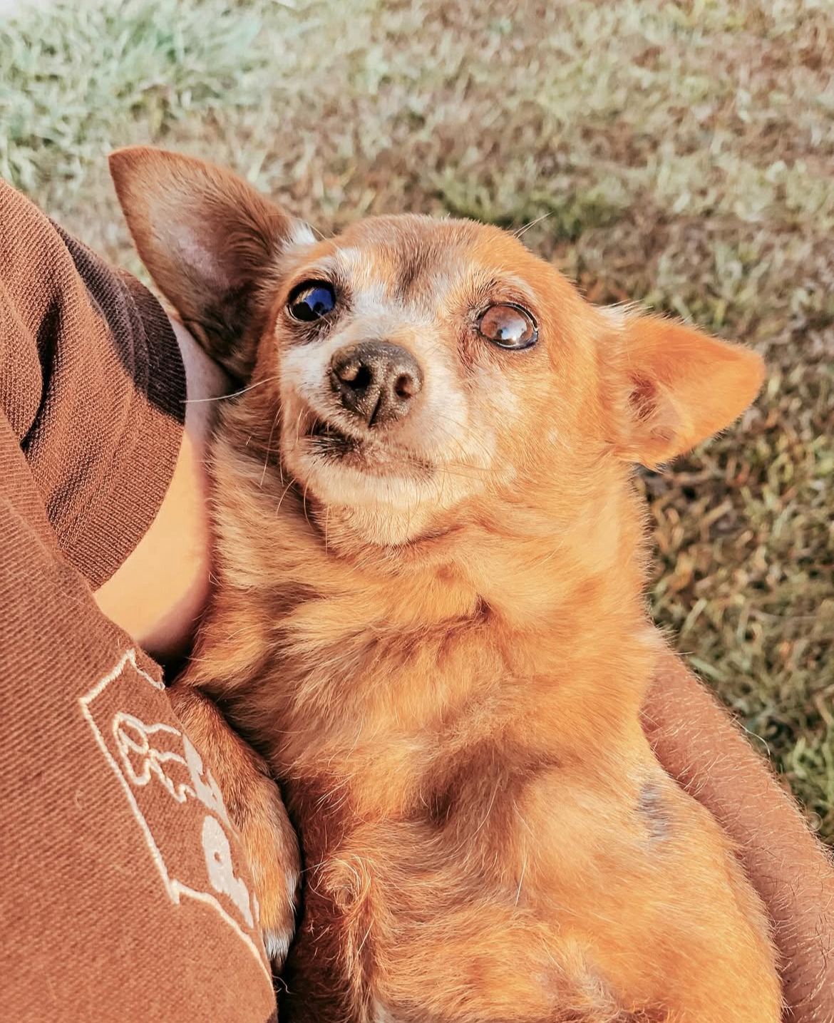 Pet Care Services Carcavelos - Image 4