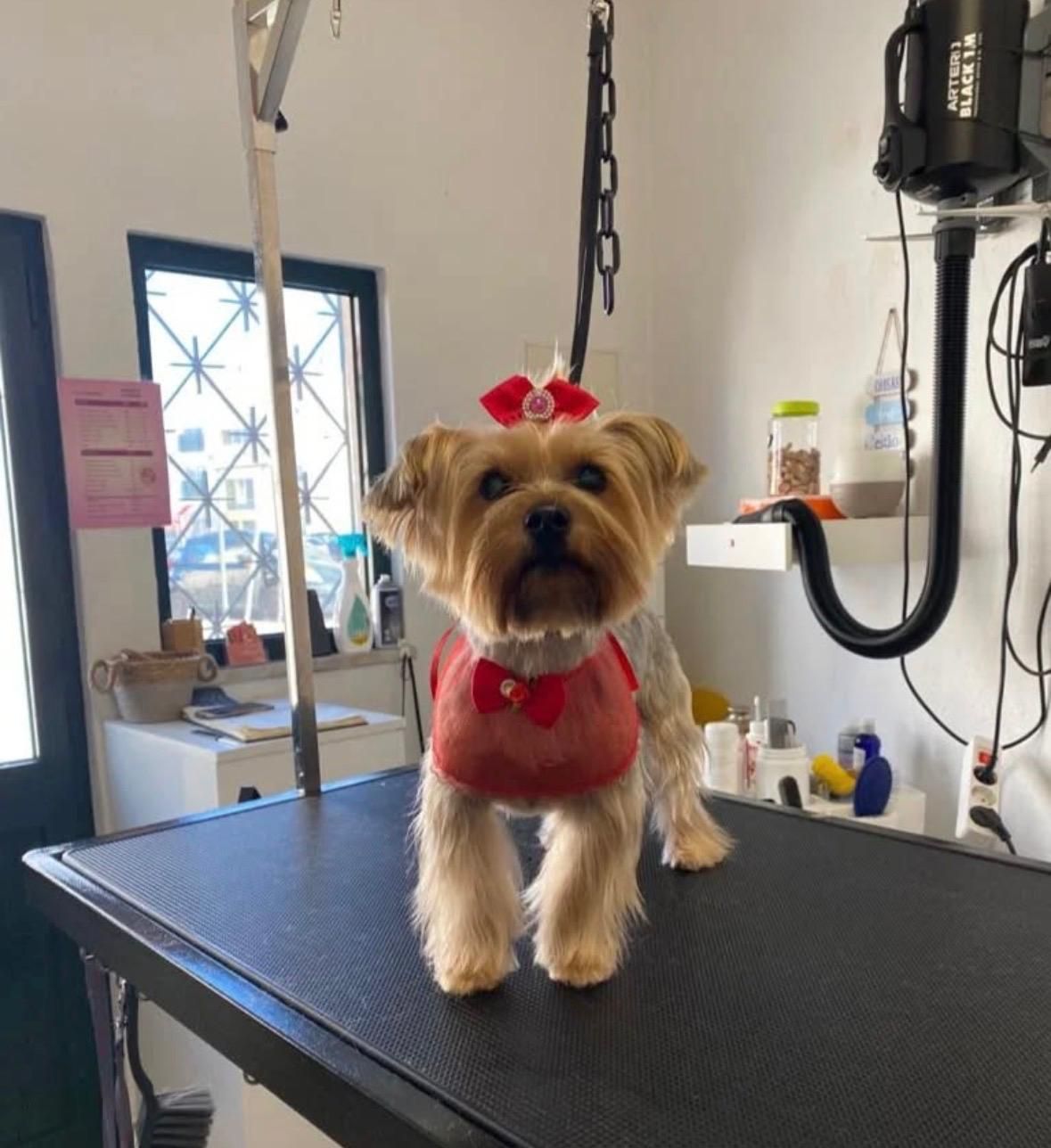 Valentim Pet - Image 2