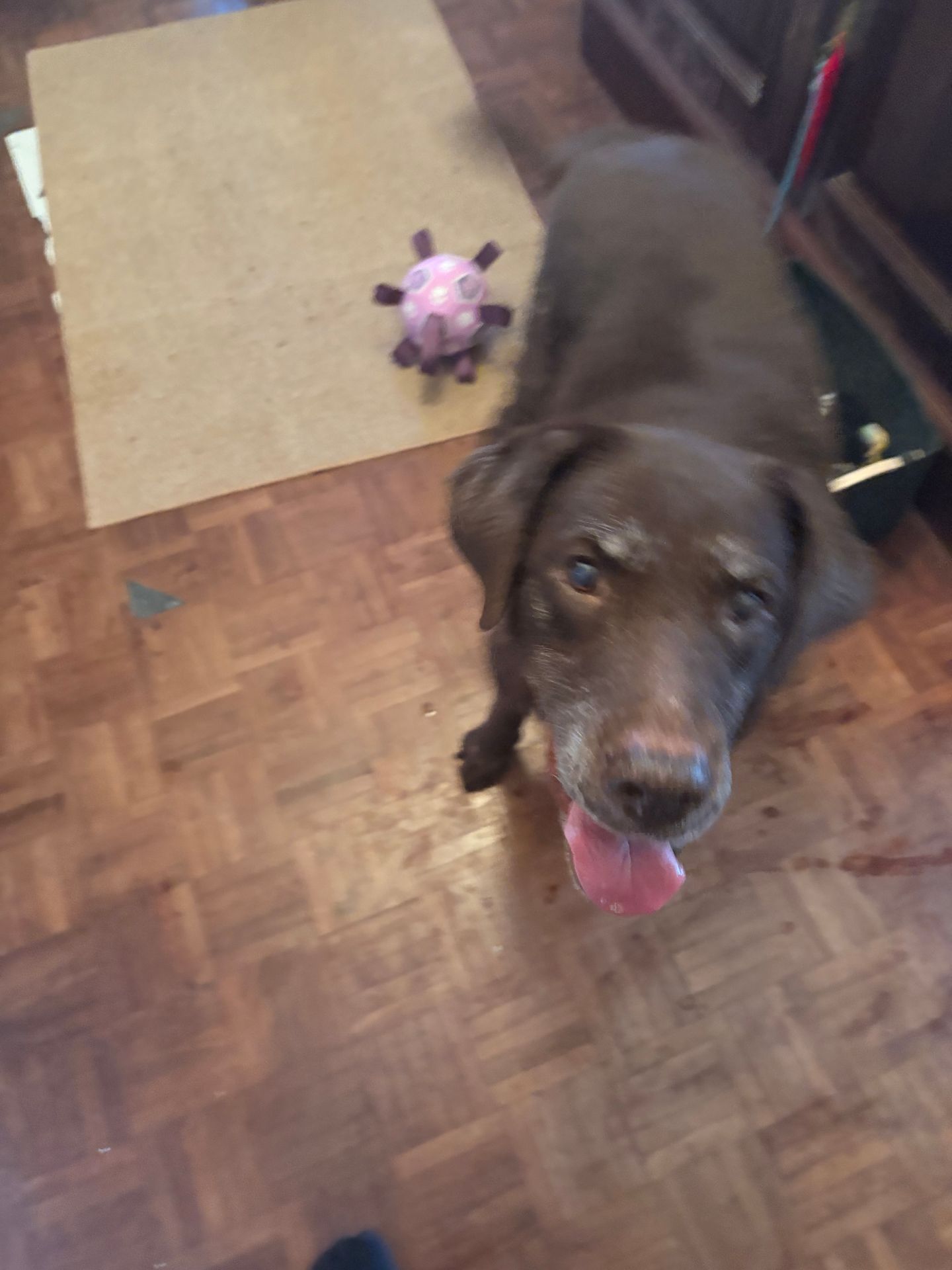 Pet Care Services Carcavelos - Image 15