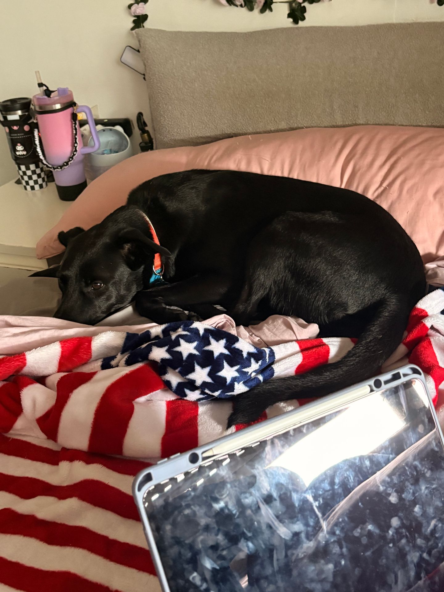 Pet Care Services Carcavelos - Image 10