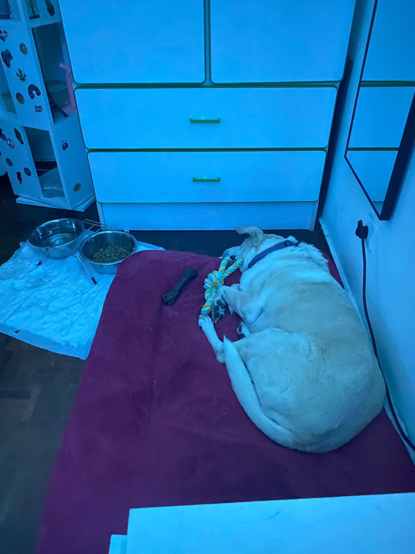 Pet Care Services Carcavelos - Image 9