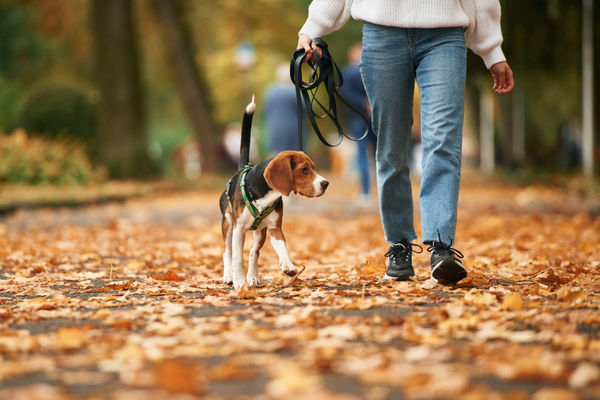 Dog Walking