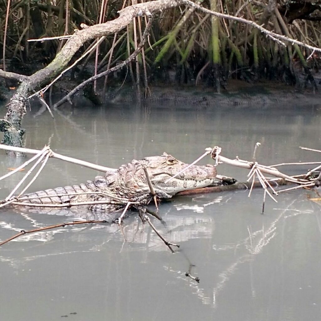 Jacaré avistado no canal entre o Campo de Golfe e Continente - Simão Express