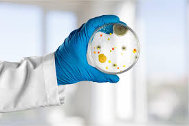 Mold Testing