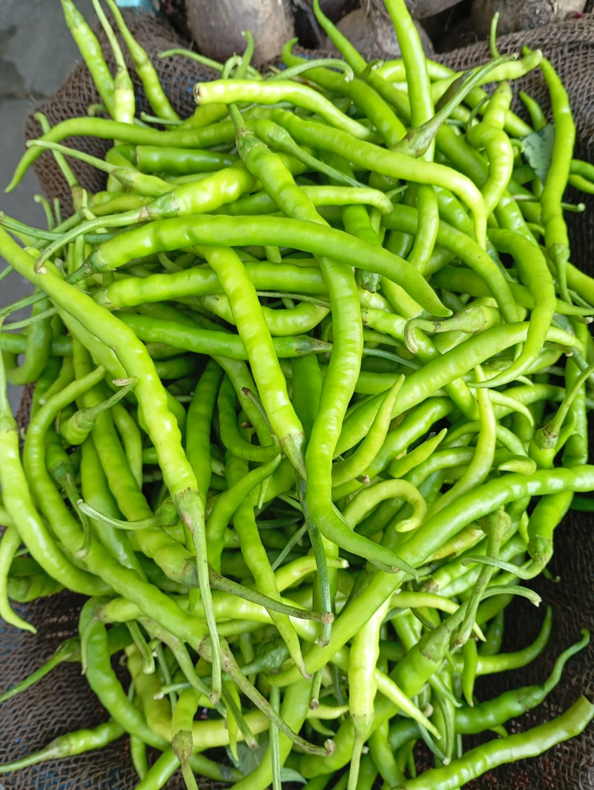 Light Green Chilli