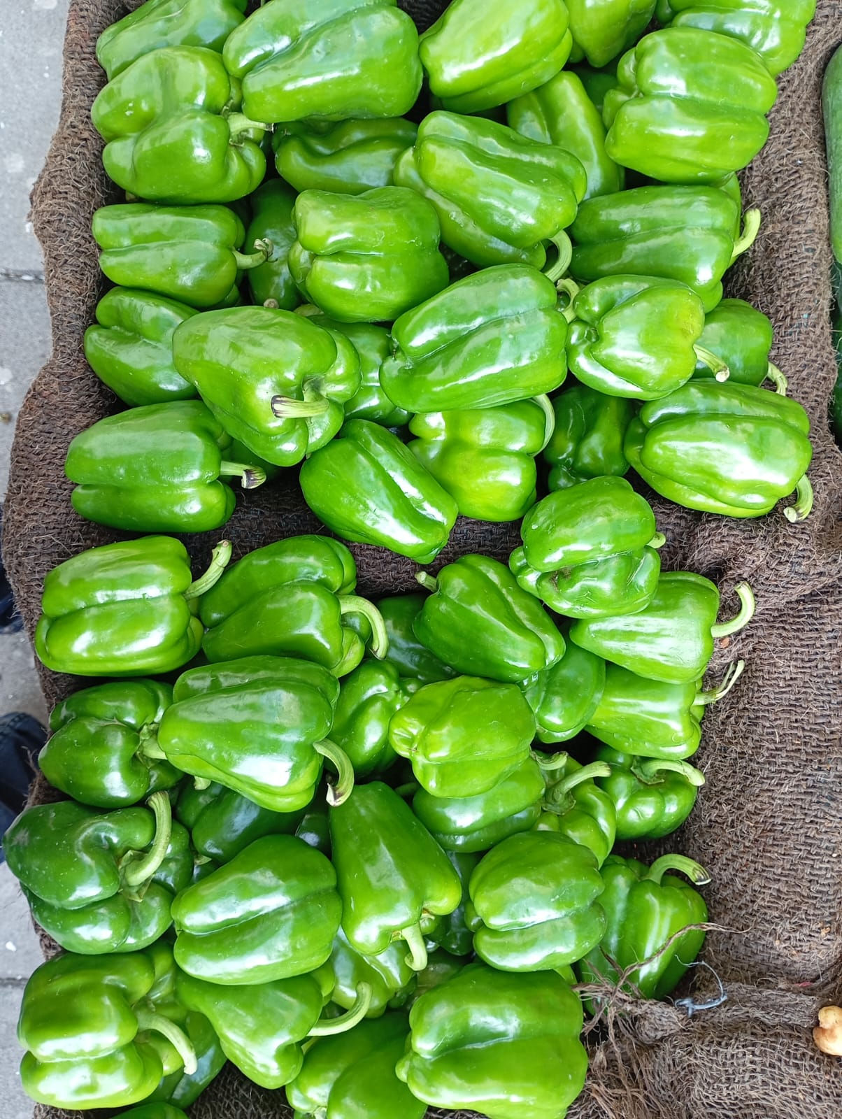Capsicum-Shimla