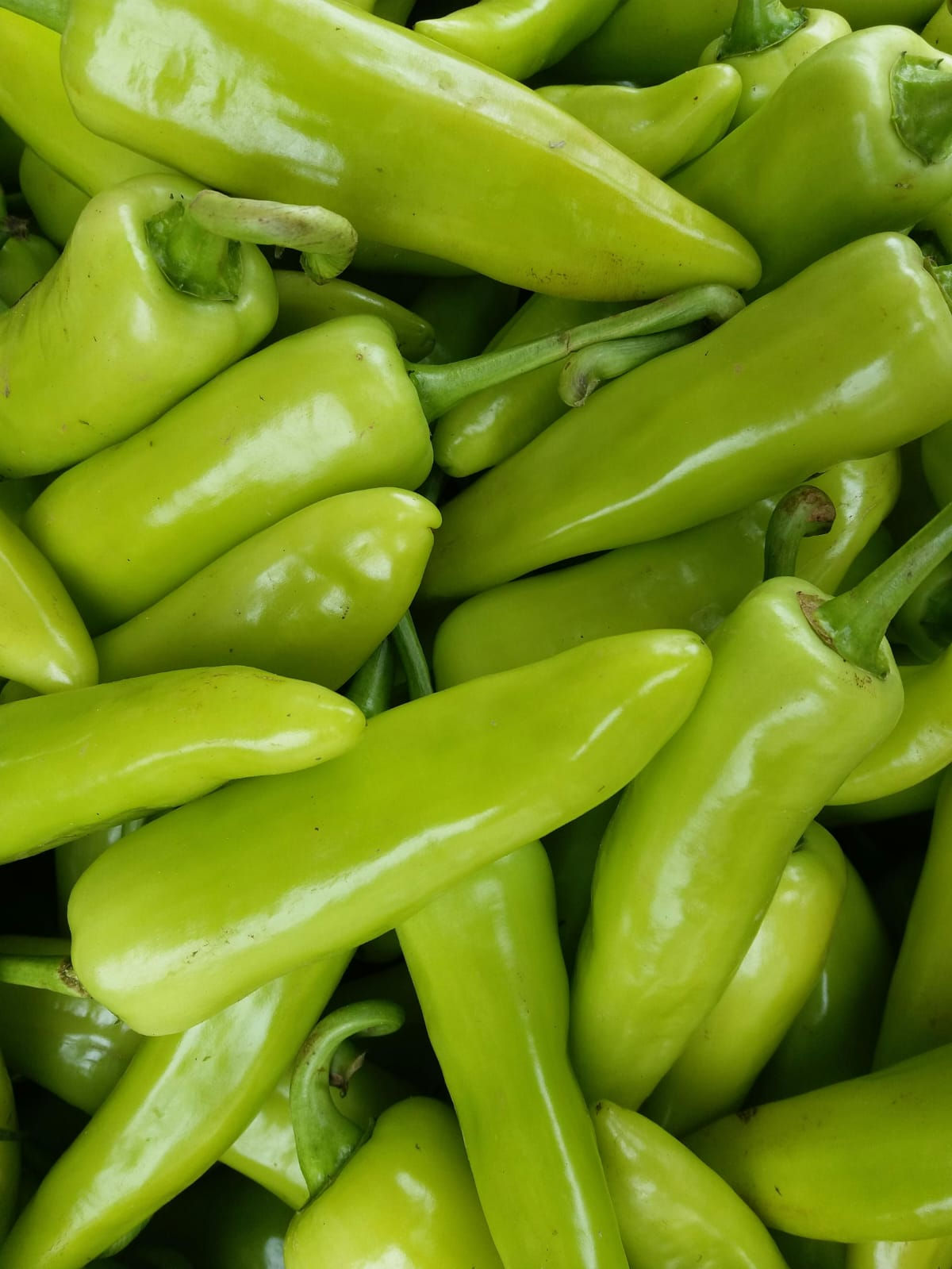 Bhavnagari Green Chilli