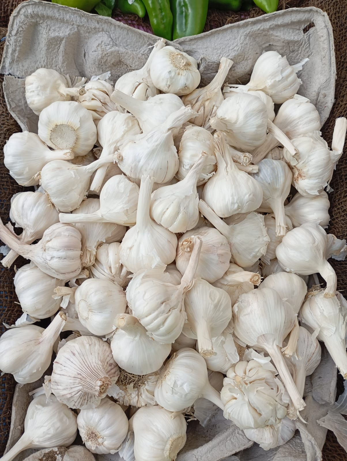 Garlic-Lasun
