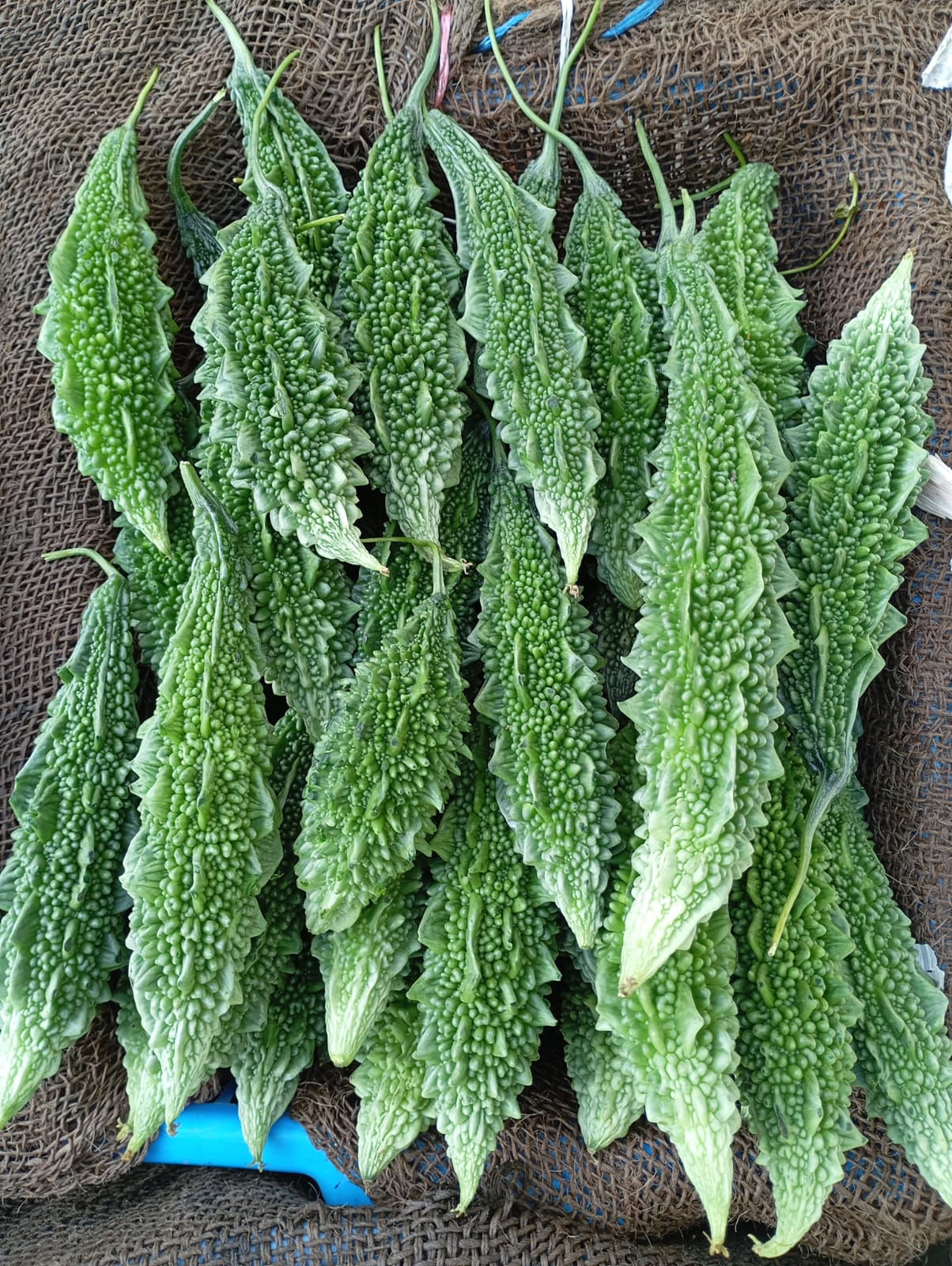 Long Bitter Gourd-Karela