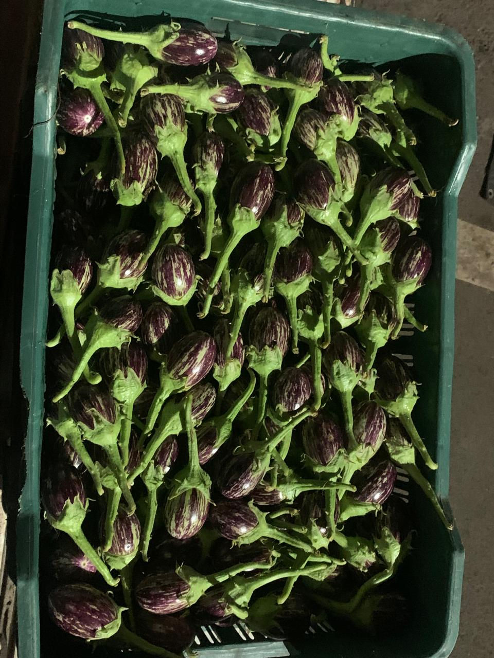 Small Brinjal