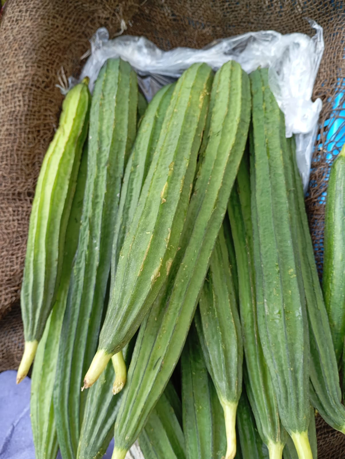 Ridge Gourd-Dodka-Turai