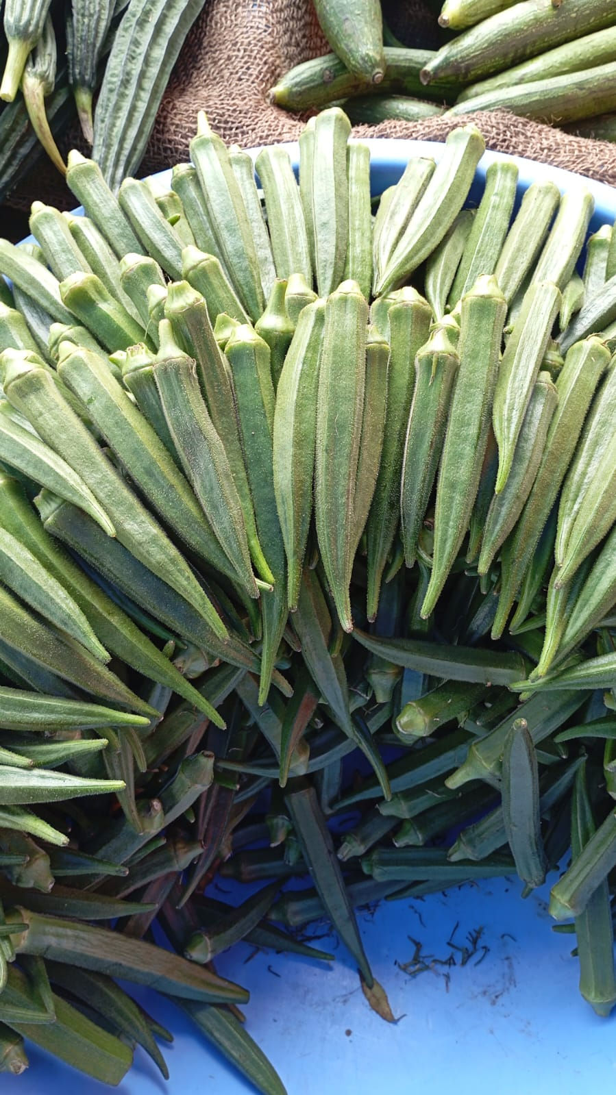 Bhendi-Okra