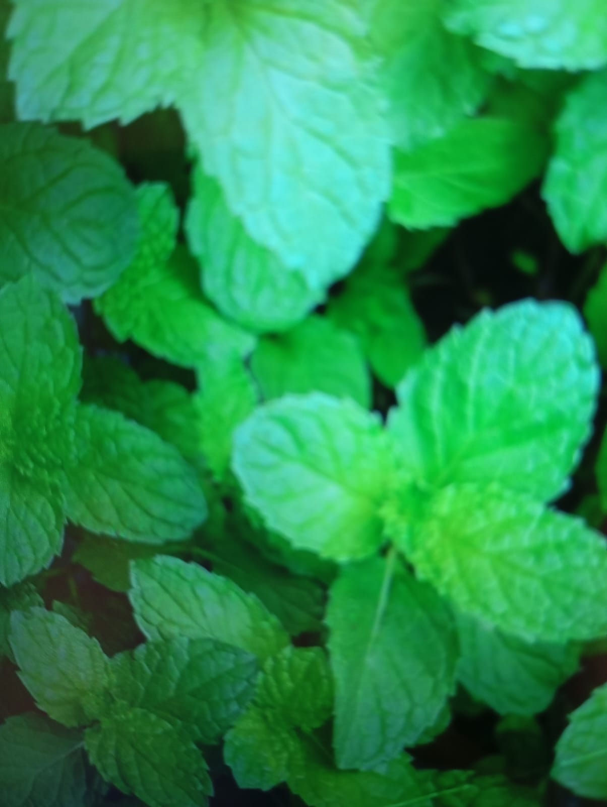 Mint -Pudina