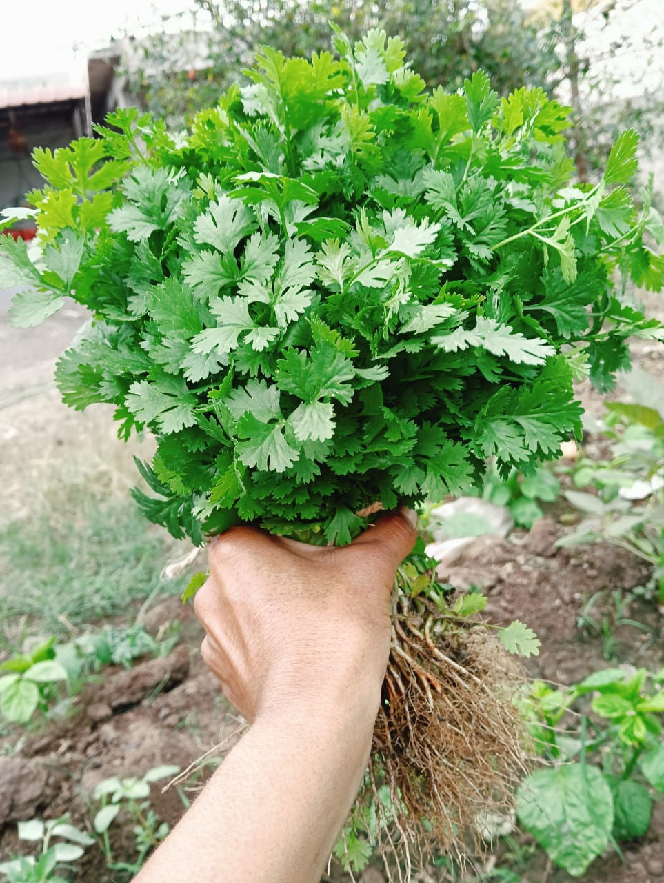 Coriander-Dhaniya
