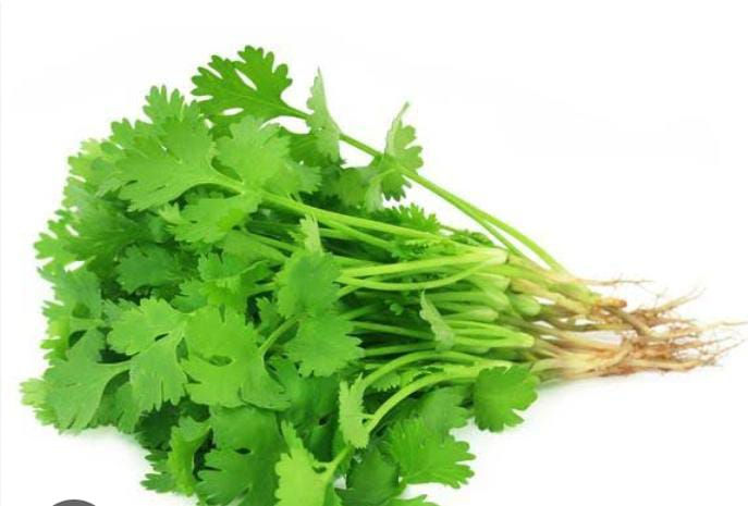 Coriander-Dhaniya