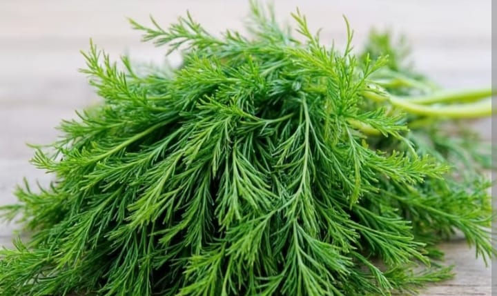 Dill leaves-Shepu