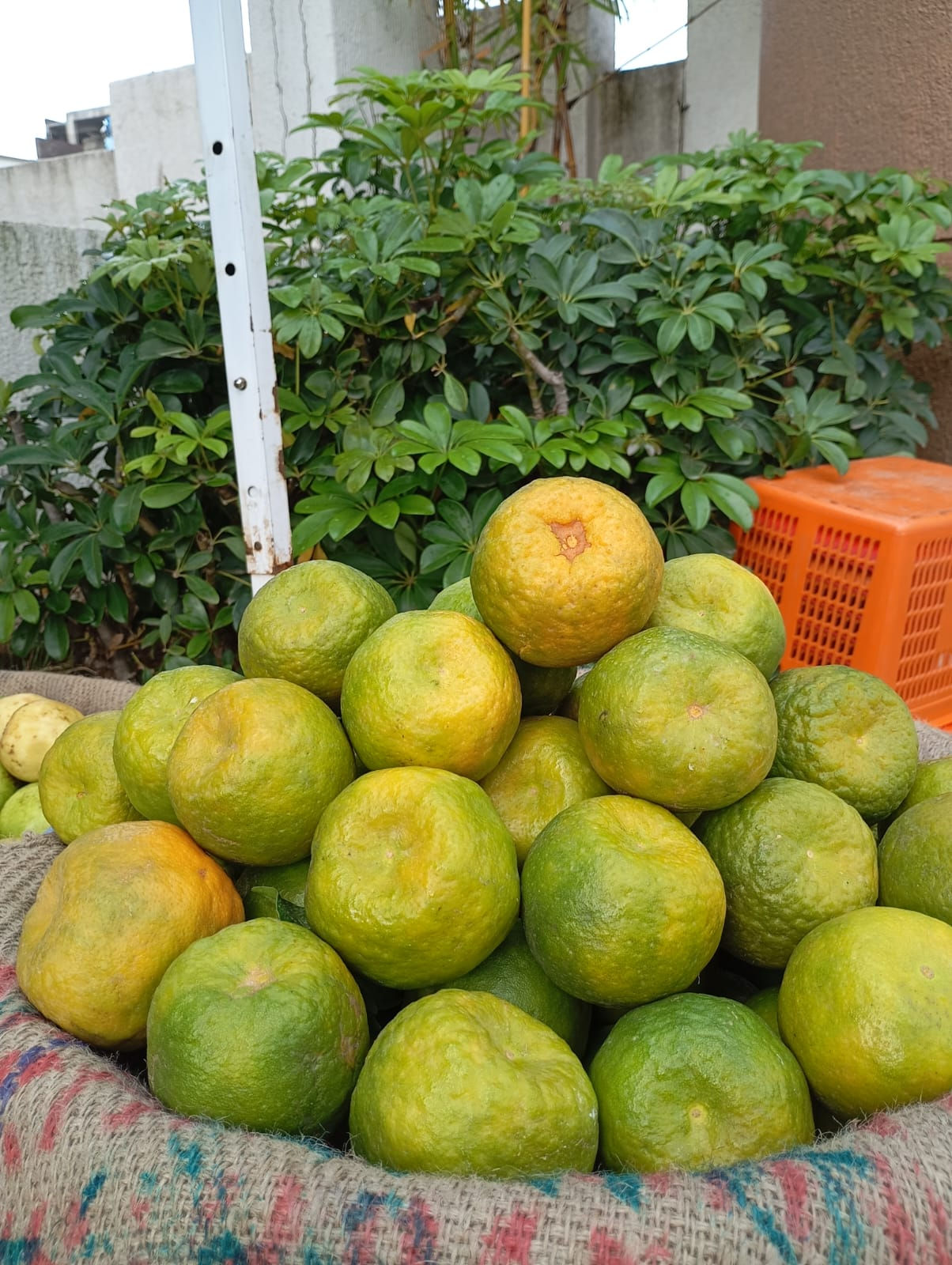 Original Nagpur Santra-Oranges