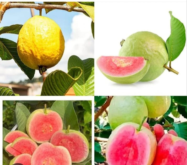 Watermelon Guava