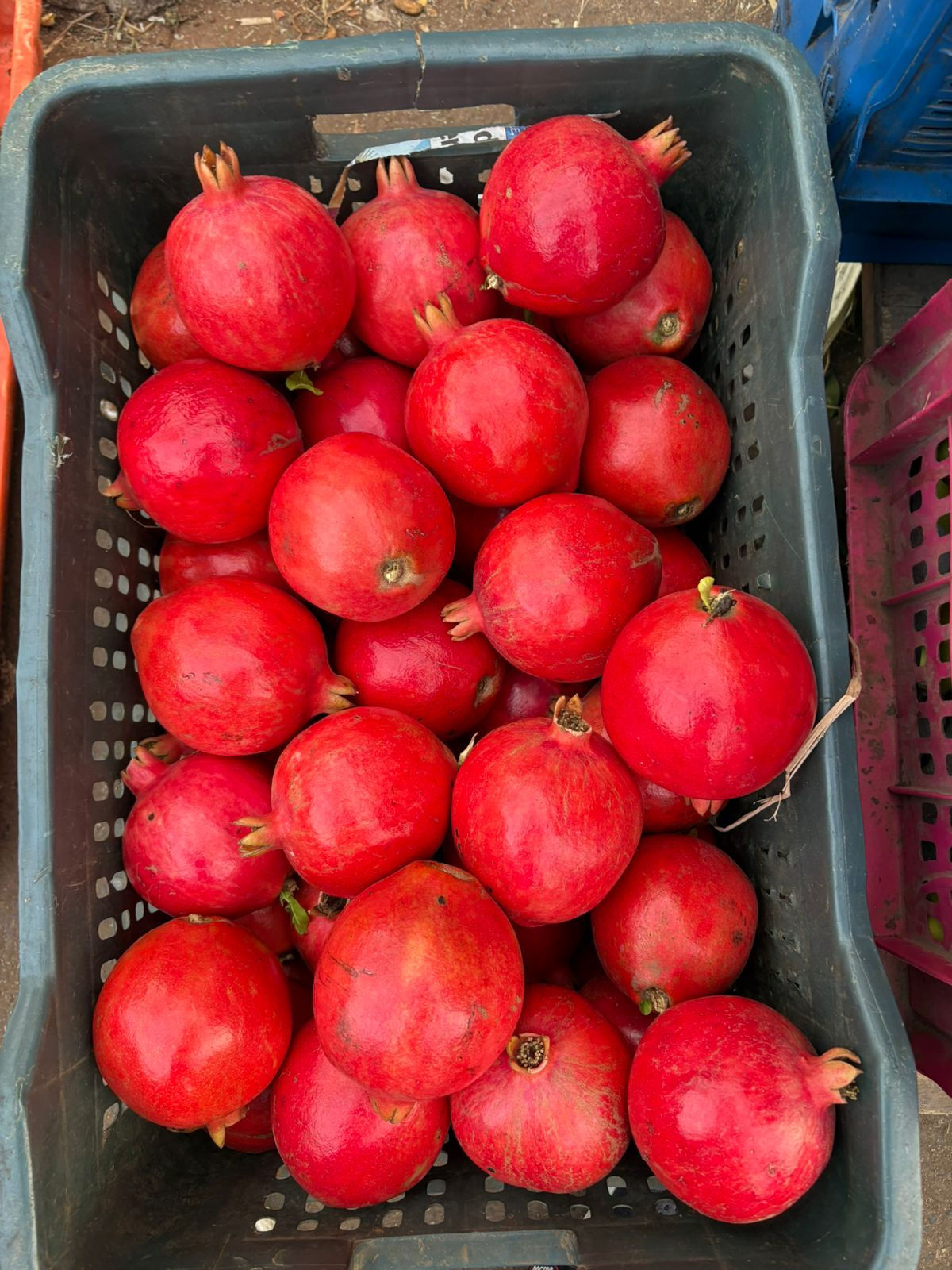 Pomogranate - Anar