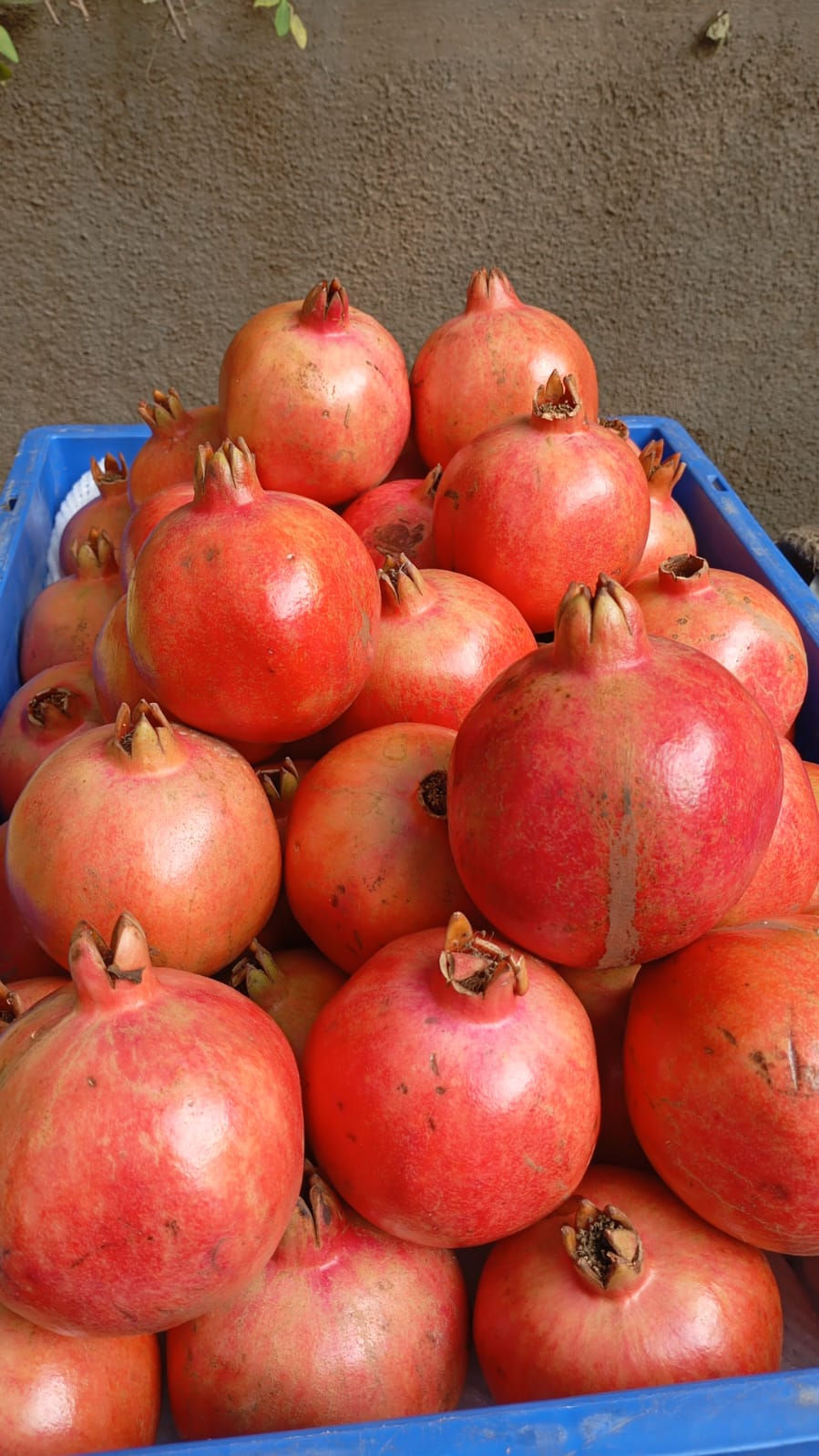 Anar
