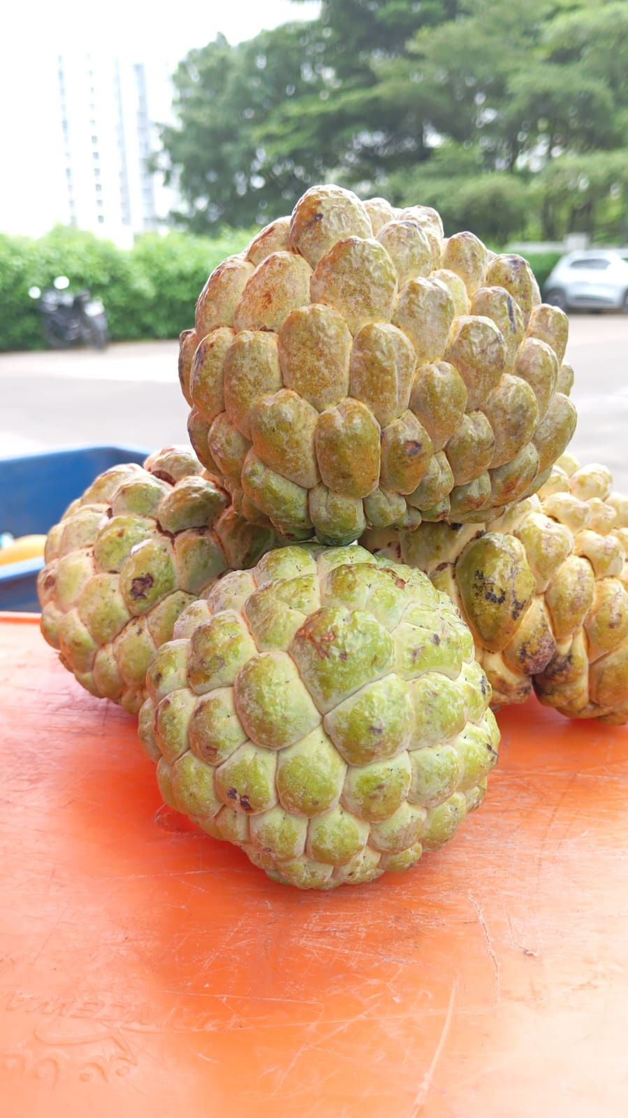 Gavran Sitafal-Custard Apple