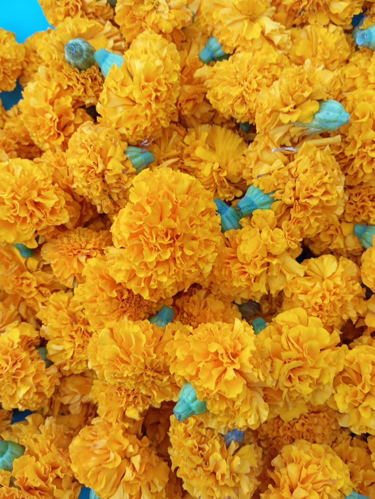 Mix Flowers